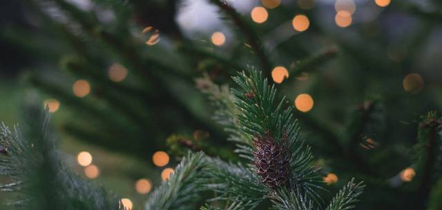evergreen branch with lights in the background