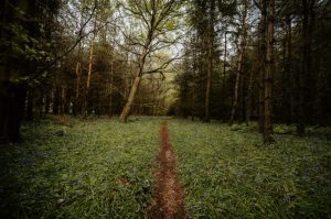 A path through a field with trees all around