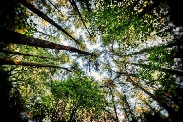 trees looking up trees looking up