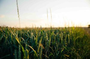 field of wheat