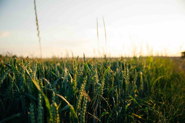 field of wheat