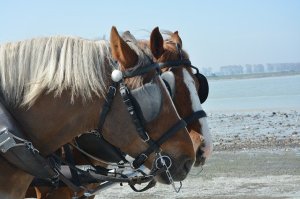 Two horses yoked together wearing blinders