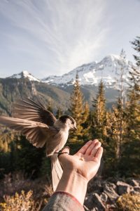 Hand palm up with a cornel of food in it and a white dove is landing on the hand
