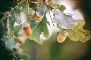 Close up of oak tree leaves and acorns