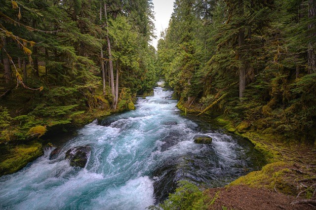 a river flowing between trees