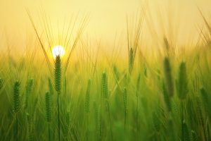 sunrise over a barley field