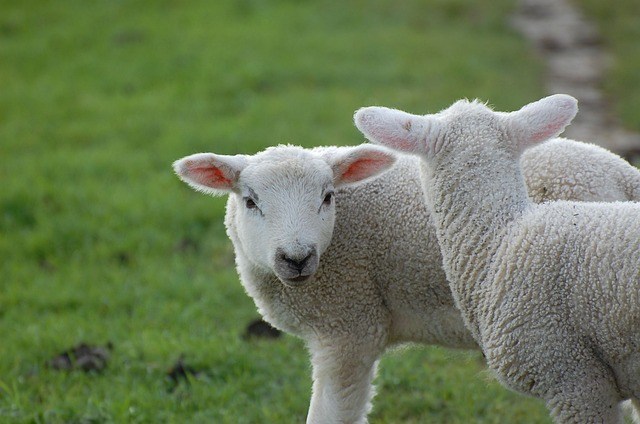 two lambs